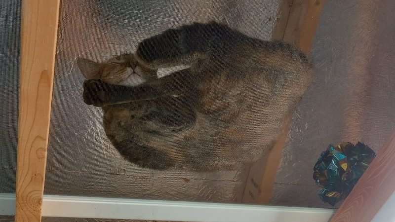 tortoiseshell cat curled up and sleeping in the rafters, using a screen door stored up there as a hammock to sleep on. Camera is looking up at her through the screen.