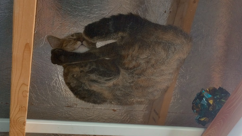 tortoiseshell cat hanging out in the rafters of my shed, visible through the screen door I put up there for safe keeping, she's napping away like nothing's going on.