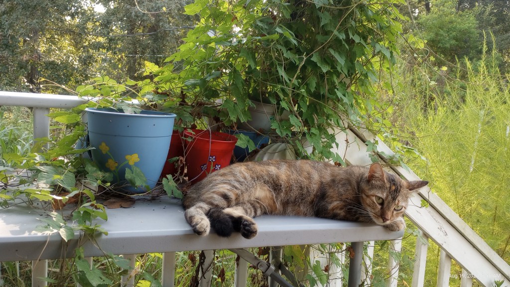 tortoiseshell cat lounging on a table on the deck, ivy on the post behind, colorful plant pots at the railing.